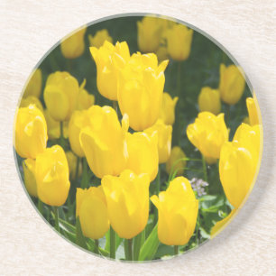 Field of bright yellow tulips  coaster