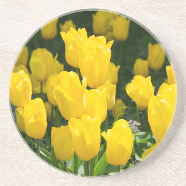 Field of bright yellow tulips  coaster (Front)