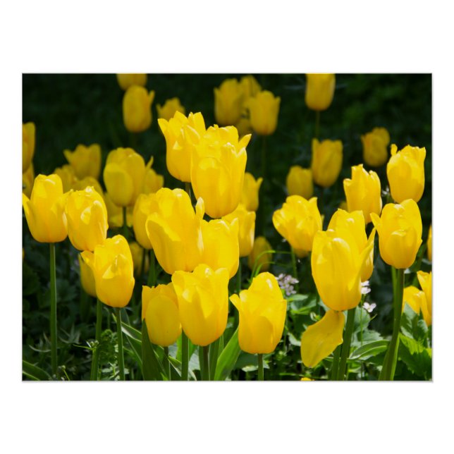 Field of bright yellow tulips  poster (Front)