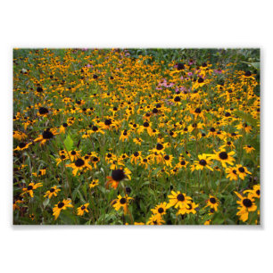 Field of Brown-eyed Susan flowers. Photo Print