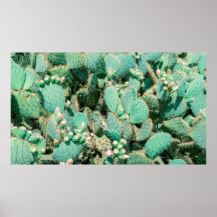 Field of cactus, prickly pear cactus ,cactus spine poster