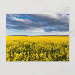 Field Of Canola In Late Evening Light Postcard