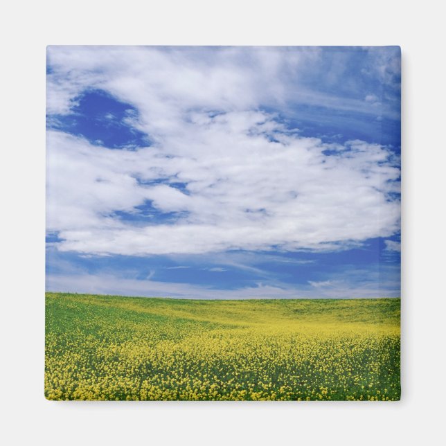 Field of Canola or Mustard flowers, Palouse Magnet (Front)