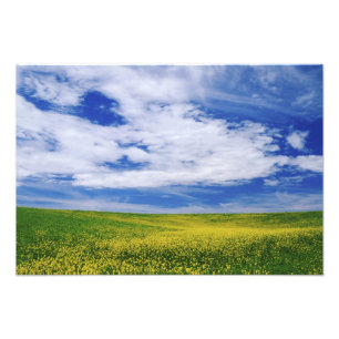 Field of Canola or Mustard flowers, Palouse Photo Print