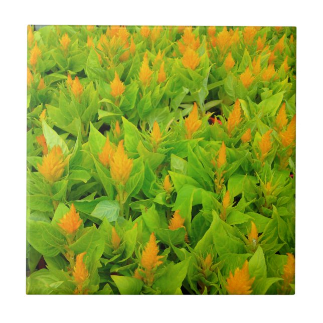 Field of Celosia Ceramic Tile (Front)