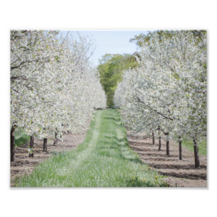 Field of Cherry Tree Blossoms Door County Print