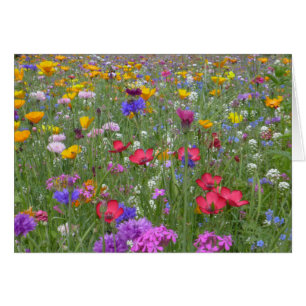 Field of Colourful Flowers