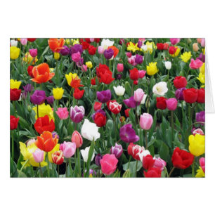Field of Colourful Tulips