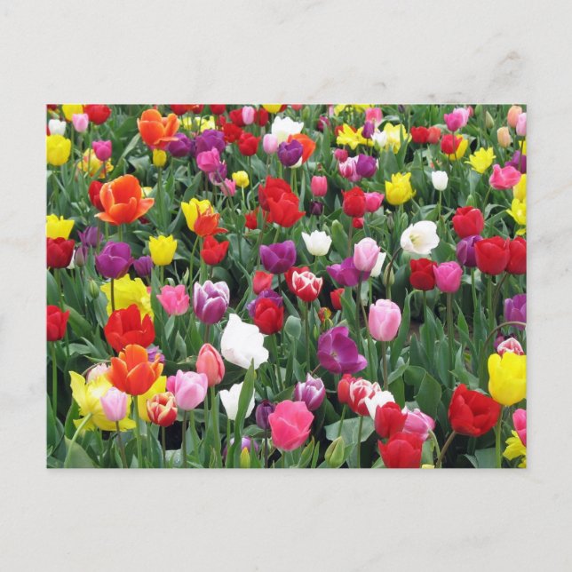 Field of Colourful Tulips Postcard (Front)