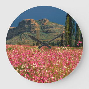 Field of Cosmos flowers, Fouriesburg District Large Clock