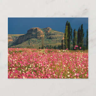 Field of Cosmos flowers, Fouriesburg District Postcard