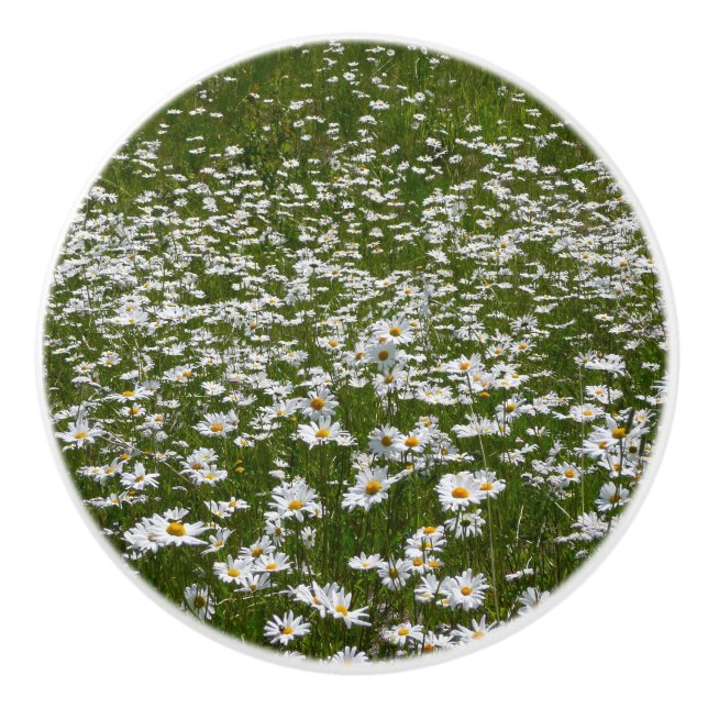 Field of Daisies Alaskan Wildflowers Ceramic Knob (Front)