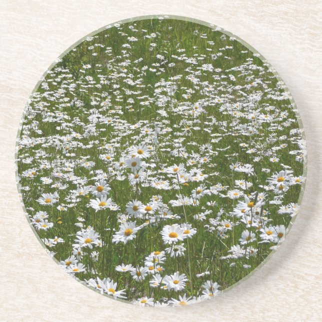 Field of Daisies Alaskan Wildflowers Coaster (Front)