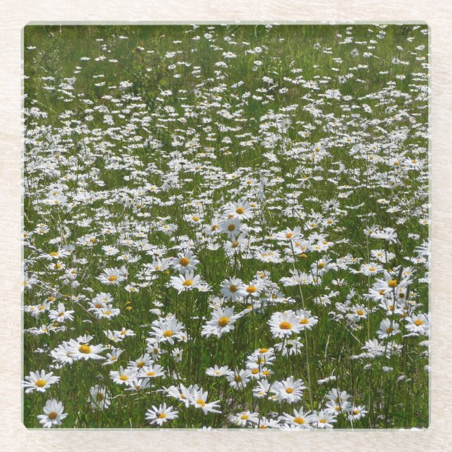 Field of Daisies Alaskan Wildflowers Glass Coaster (Front)