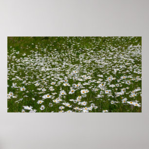Field of Daisies Alaskan Wildflowers Poster