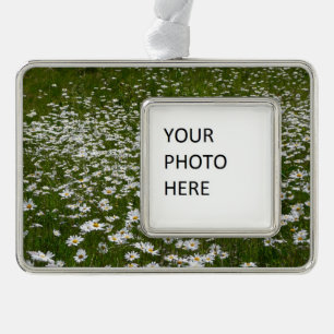 Field of Daisies Alaskan Wildflowers Silver Plated Framed Ornament