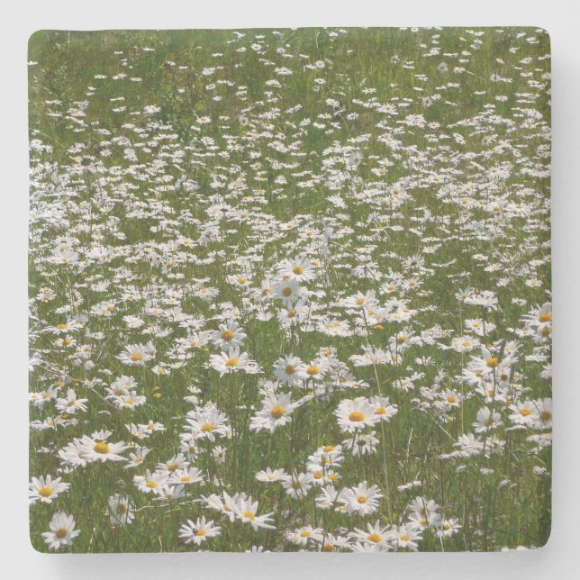 Field of Daisies Alaskan Wildflowers Stone Coaster (Front)