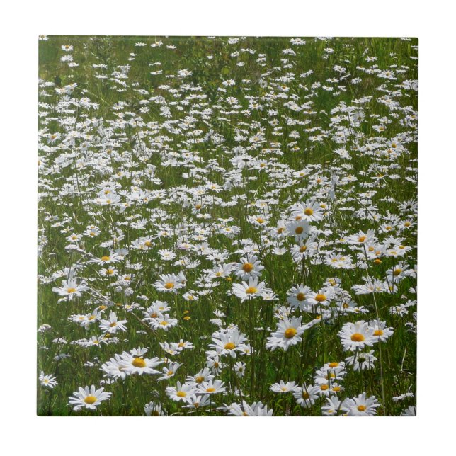 Field of Daisies Alaskan Wildflowers Tile (Front)