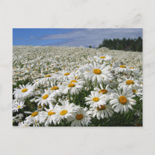 Field of daisies in Hokkaido Postcard