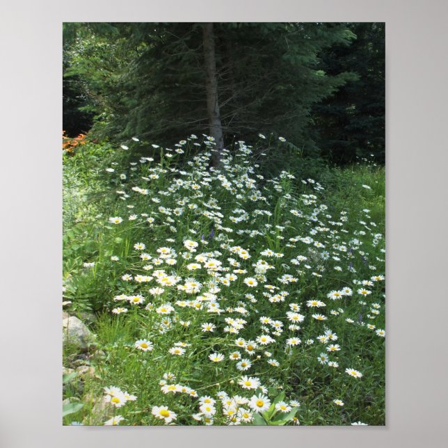 Field of Daisies  Poster (Front)