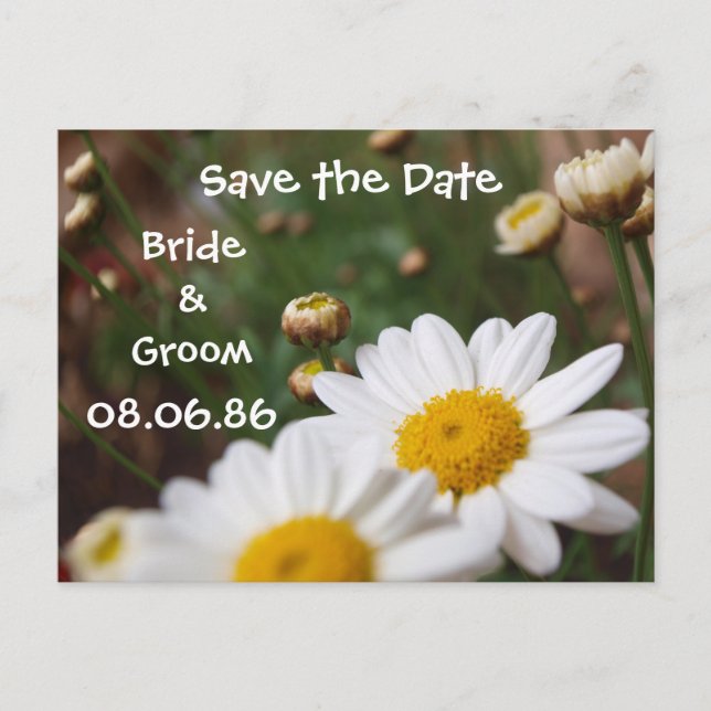 Field of Daisies Save the Date Announcement Postcard (Front)