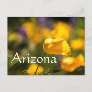 field of dancing poppies postcard