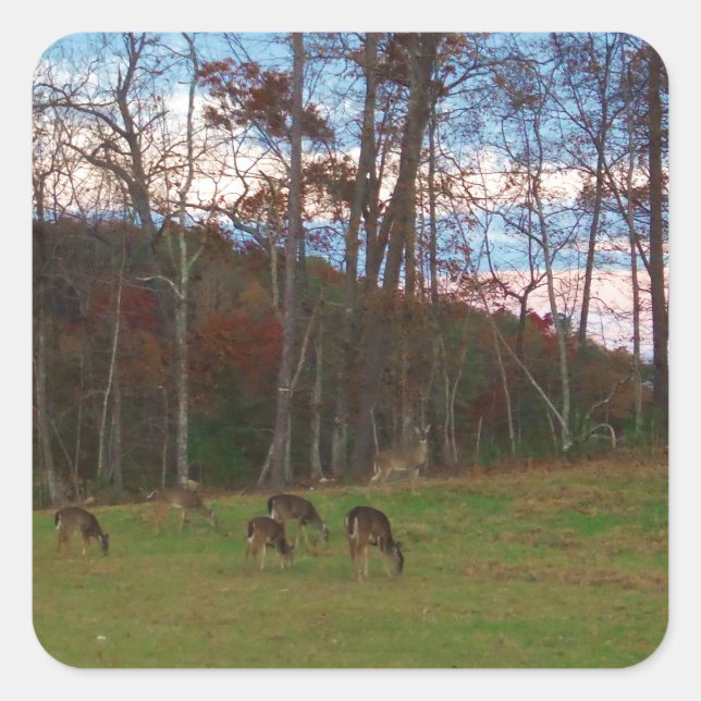 Field of Deer & a Pink SunSet Square Sticker (Front)