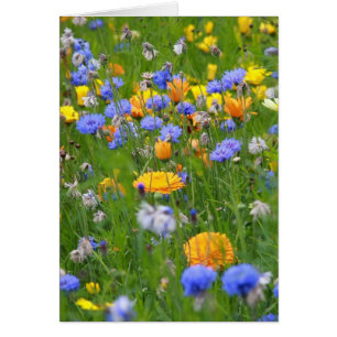 Field Of Flowers