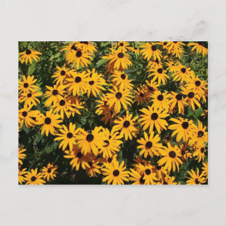 Field of Flowers Postcard