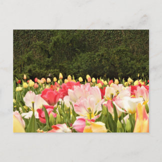 Field of flowers postcard