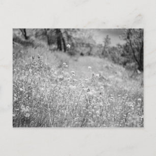 Field of Flowers Postcard