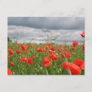 Field of Flowers (Wales) Postcard
