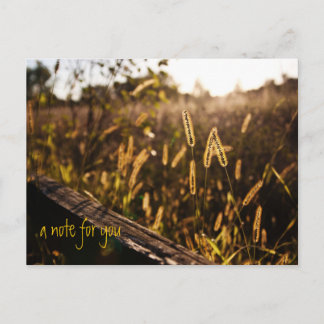 Field of Gold Evening Postcard