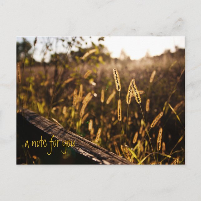 Field of Gold Evening Postcard (Front)