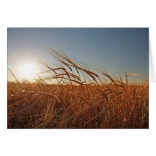 Field of Grain