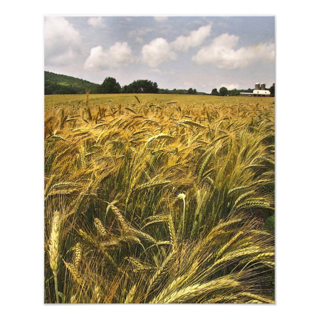 Field of Grain Photo Print (Front)