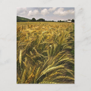 Field of Grain Postcard