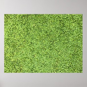 Field of green plant poster