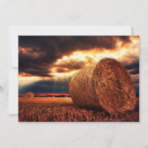 Field of Hay Bales