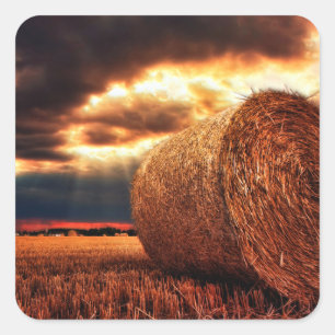 Field of Hay Bales Square Sticker