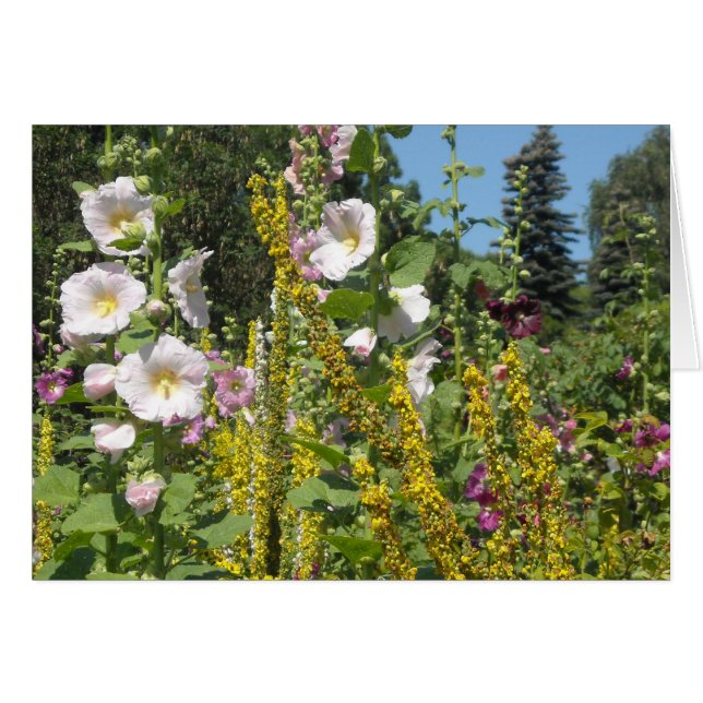 Field of Hollyhocks (Front Horizontal)