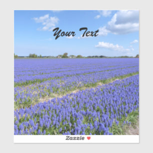 Field of Hyacinths