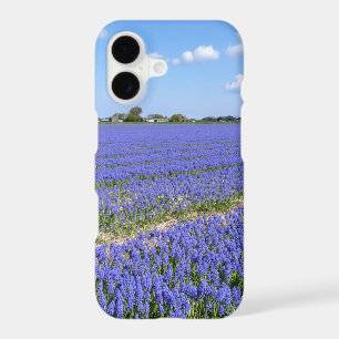Field of Hyacinths