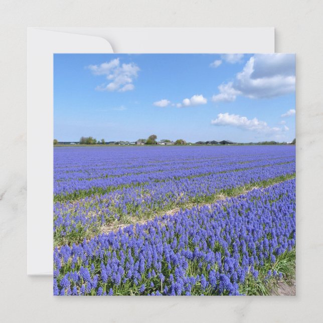 Field of Hyacinths (Front)