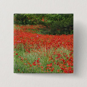 Field of hybrid poppy flowers planted along 15 cm square badge