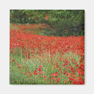 Field of hybrid poppy flowers planted along magnet