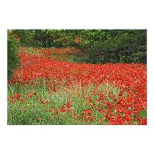 Field of hybrid poppy flowers planted along photo print