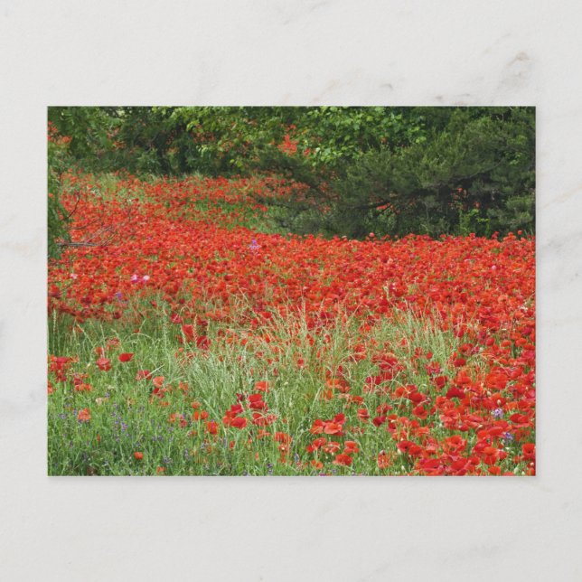 Field of hybrid poppy flowers planted along postcard (Front)