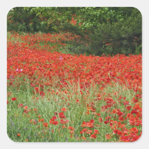 Field of hybrid poppy flowers planted along square sticker