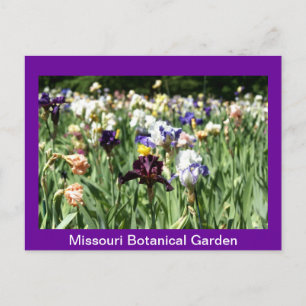Field of Irises Postcard